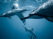 中超冠军大帅对话亚冠金牌教练 奥帅：亚冠决赛见